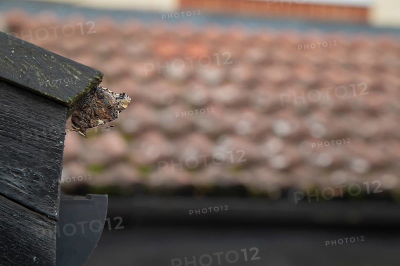 Red admiral butterfly (Vanessa atalanta) adult resting on a house roof prior to hibernating, England, United Kingdom