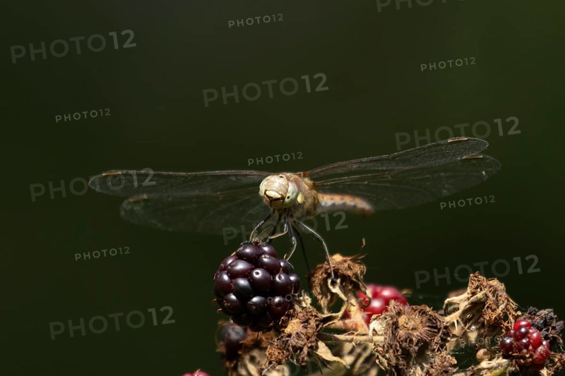 Common darter dragonfly (Sympetrum striolatum) adult insect resting on blackberries in summer, England, United Kingdom