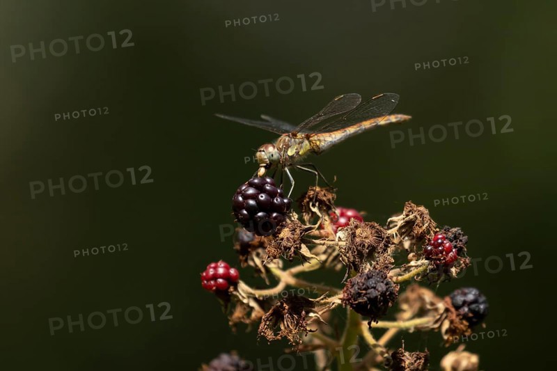 Common darter dragonfly (Sympetrum striolatum) adult feeding on a small insect while resting on blackberries in summer, England, United Kingdom