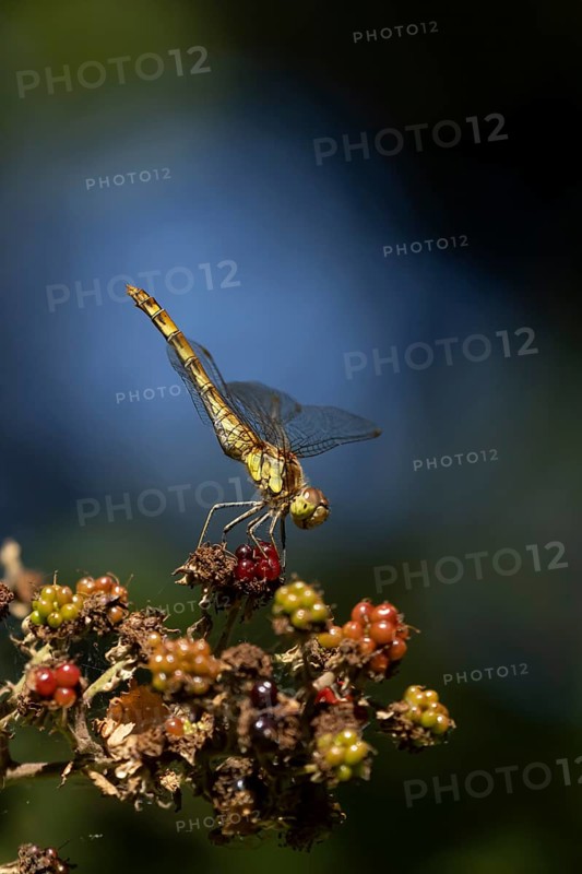 Common darter dragonfly (Sympetrum striolatum) adult insect resting on blackberries fruit in summer, England, United Kingdom