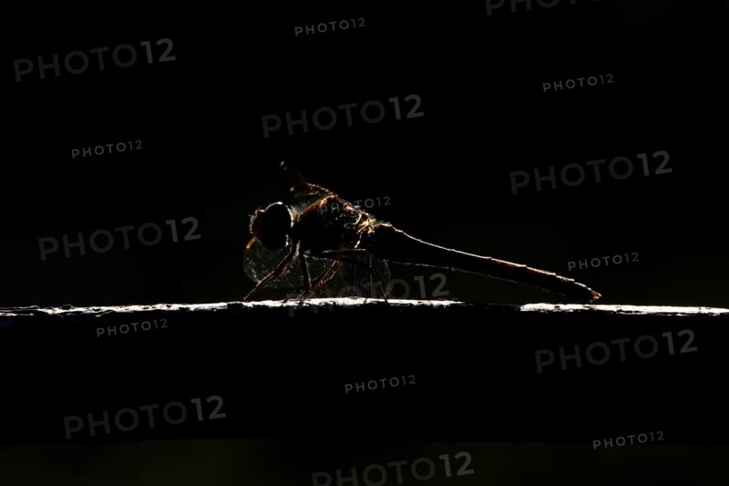 Common darter dragonfly (Sympetrum striolatum) adult insect resting on wood backlit in summer, England, United Kingdom