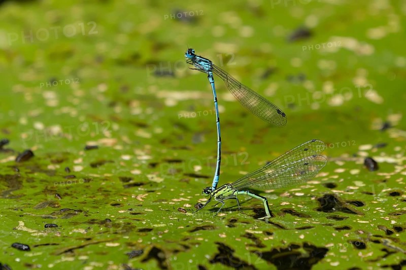 Common blue damselfly (Enallagma cyathigerum) two adult damselflies mating on a water lily leaf on a pond in summer, England, United Kingdom