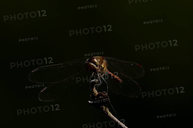 Common darter dragonfly (Sympetrum striolatum) adult insect resting on a tree branch in summer, England, United Kingdom