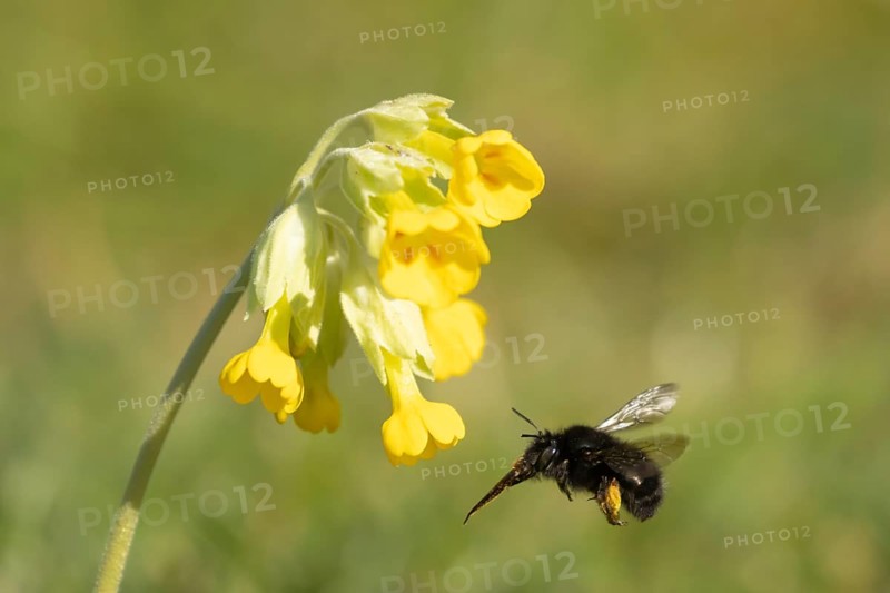Ashy mining bee (Andrena cineraria) adult flying towards a Cowslip flower in springtime, England, United Kingdom