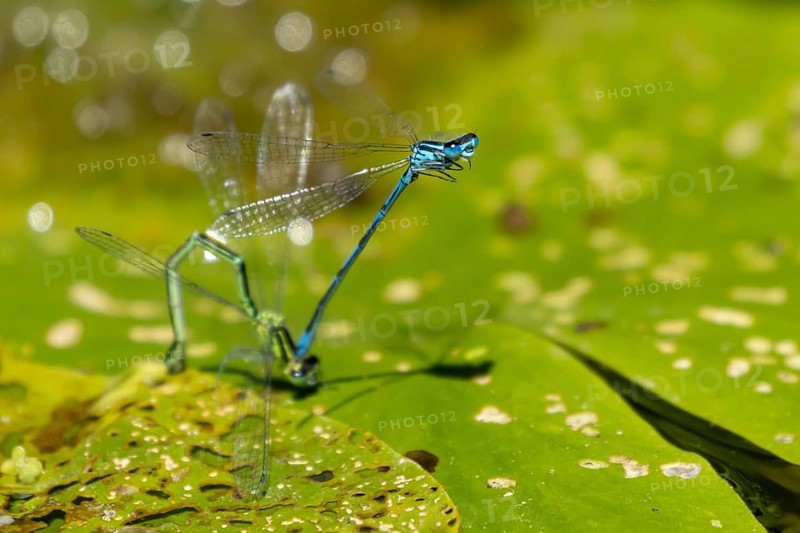 Common blue damselfly (Enallagma cyathigerum) two adult damselflies mating on a water lily leaf on a pond in summer, England, United Kingdom