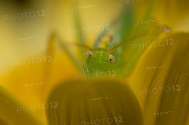 Oak bush cricket (Meconema thalassinum) adult insect on a garden yellow flower in summer, England, United Kingdom