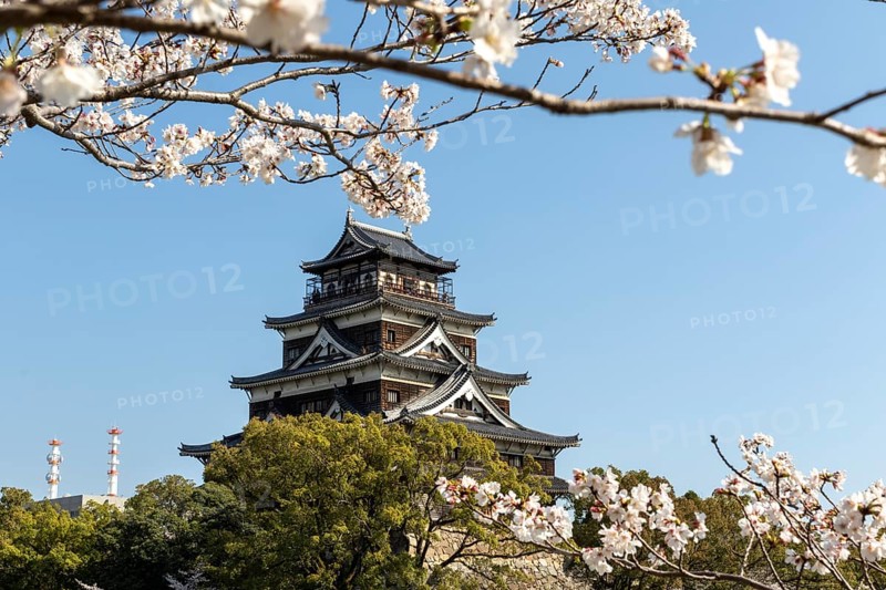 Hiroshima Castle, also known as Carp Castle, against a blue sky with cherry blossoms, sakura, and moat, replica of the original destroyed in the atomic bombing, sight, tourist attraction, Naka Ward, Hiroshima, Japan