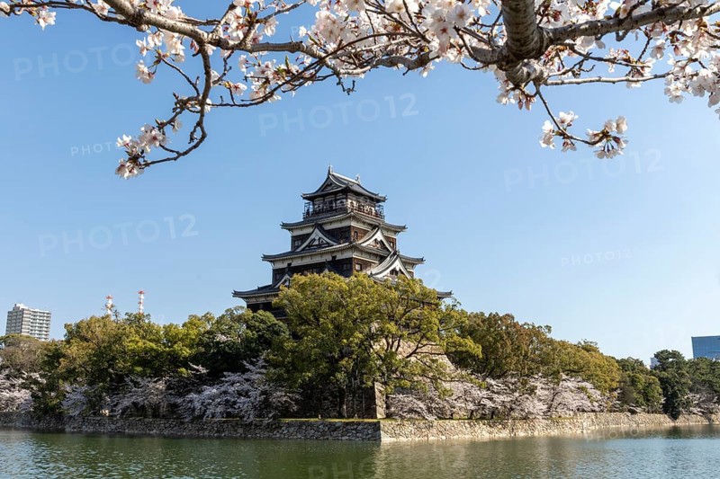 Hiroshima Castle, also known as Carp Castle, against a blue sky with cherry blossoms, sakura, and moat, replica of the original destroyed in the atomic bombing, sight, tourist attraction, Naka Ward, Hiroshima, Japan