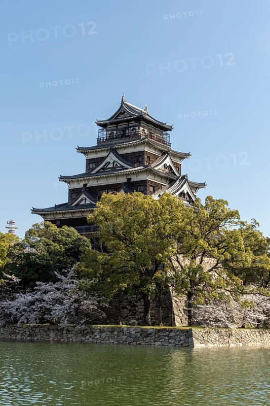 Hiroshima Castle, also known as Carp Castle, against a blue sky with cherry blossoms, sakura, and moat, replica of the original destroyed in the atomic bombing, sight, tourist attraction, Naka Ward, Hiroshima, Japan