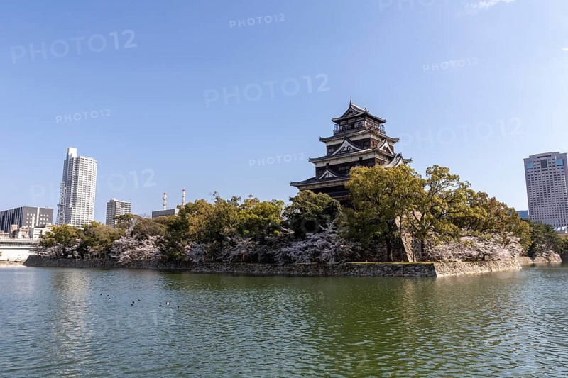 Hiroshima Castle, also known as Carp Castle, against a blue sky with cherry blossoms, sakura, and moat, replica of the original destroyed in the atomic bombing, sight, tourist attraction, Naka Ward, Hiroshima, Japan