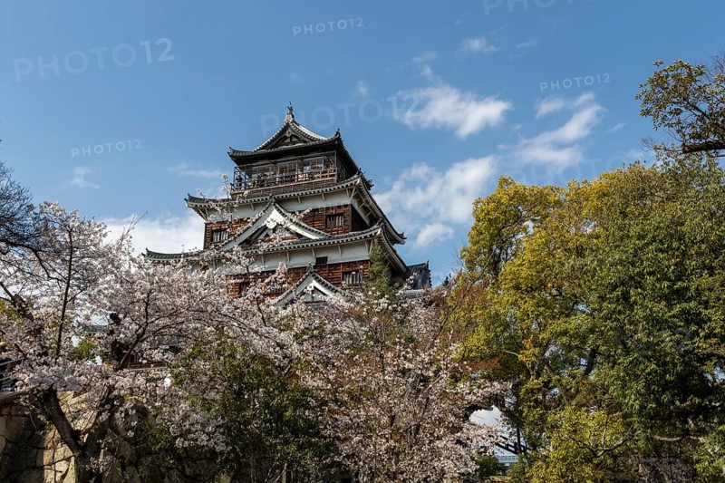 Hiroshima Castle, also known as Carp Castle, in front of a blue sky with cherry blossoms, Sakura, replica of the original destroyed by the atomic bombing, sight, tourist attraction, Naka Ward, Hiroshima, Japan