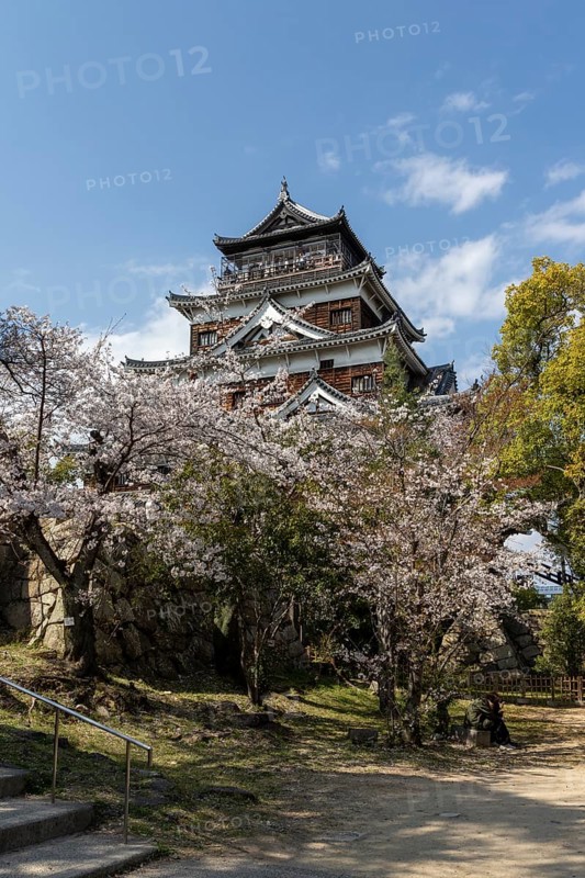 Hiroshima Castle, also known as Carp Castle, in front of a blue sky with cherry blossoms, Sakura, replica of the original destroyed by the atomic bombing, sight, tourist attraction, Naka Ward, Hiroshima, Japan