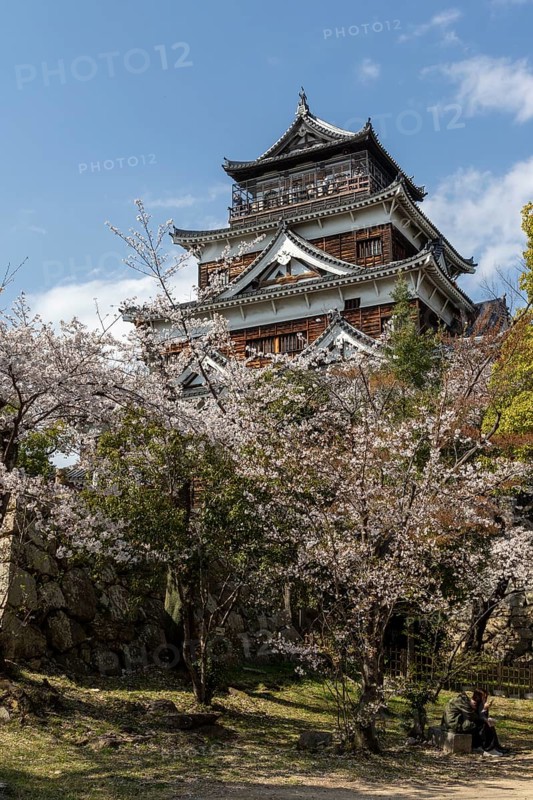 Hiroshima Castle, also known as Carp Castle, in front of a blue sky with cherry blossoms, Sakura, replica of the original destroyed by the atomic bombing, sight, tourist attraction, Naka Ward, Hiroshima, Japan