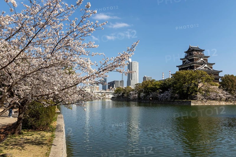 Hiroshima Castle, also known as Carp Castle, against a blue sky with cherry blossoms, sakura, and moat, replica of the original destroyed in the atomic bombing, sight, tourist attraction, Naka Ward, Hiroshima, Japan