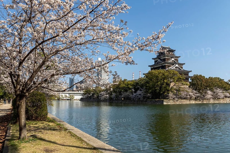 Hiroshima Castle, also known as Carp Castle, against a blue sky with cherry blossoms, sakura, and moat, replica of the original destroyed in the atomic bombing, sight, tourist attraction, Naka Ward, Hiroshima, Japan
