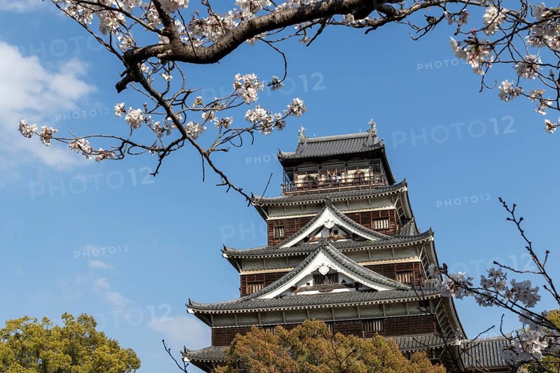 Hiroshima Castle, also known as Carp Castle, in front of a blue sky with cherry blossoms, Sakura, replica of the original destroyed by the atomic bombing, sight, tourist attraction, Naka Ward, Hiroshima, Japan