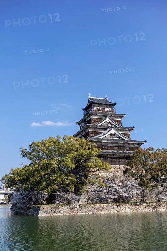 Hiroshima Castle, also known as Carp Castle, against a blue sky with cherry blossoms, sakura, and moat, replica of the original destroyed in the atomic bombing, sight, tourist attraction, Naka Ward, Hiroshima, Japan