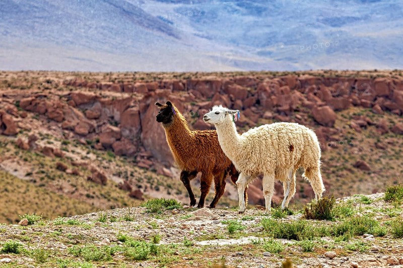 Two llamas, one brown, one white, walk across a stony pasture in a rocky desert landscape, llamas in the landscape of the Altiplano in Bolivia