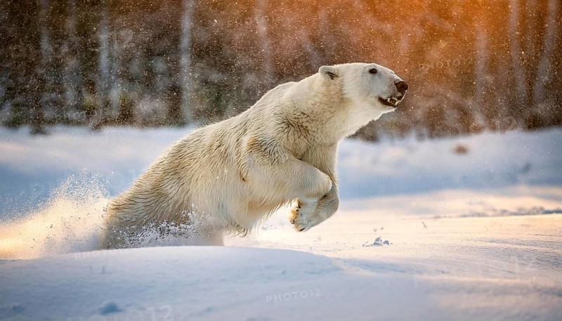 A polar bear dashes through the snow with sunlight illuminating its fur, creating a dynamic winter scene in the arctic wilderness, AI generated