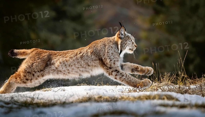A majestic lynx runs swiftly through the snow in a forest, showcasing its agility and strength. The wild cat is captured mid-leap, highlighting its natural power and grace in its winter habitat, AI generated