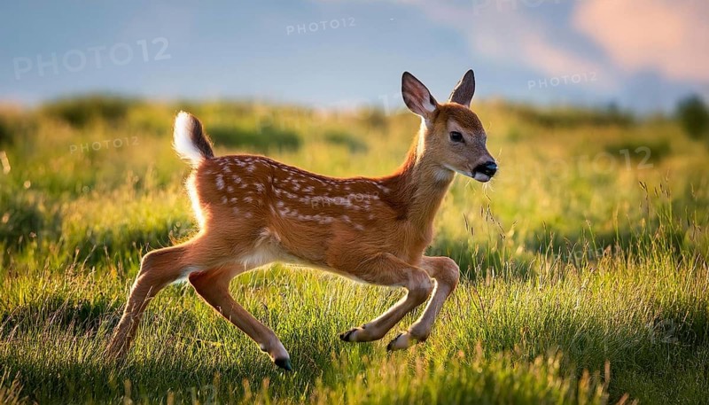 A young fawn runs playfully through a sunlit grassy meadow, showcasing its delicate features and vibrant brown coat under the warm glow of sunset, AI generated