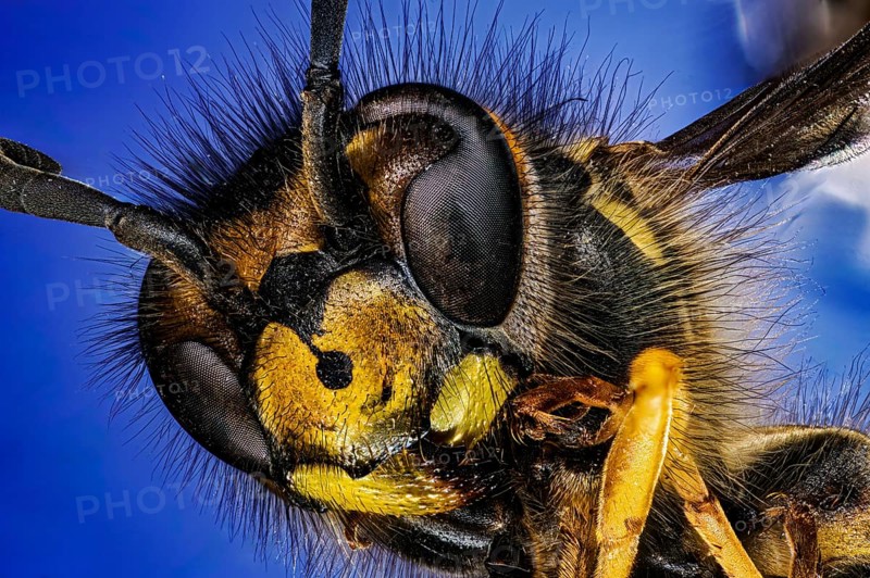 Macro photograph of a wasp with detailed facial features on a blue background, macro portrait of a Vespula germanica (Vespula germanica)