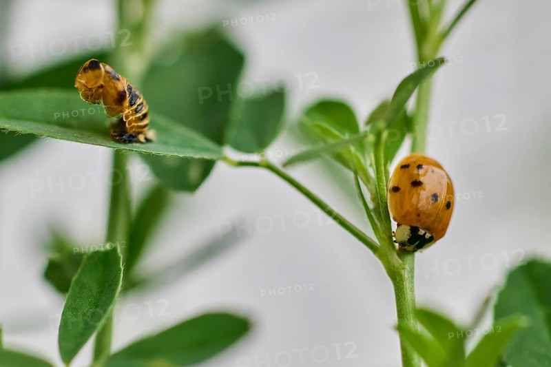 The successfully hatched ladybird (Coccinellidae), in the foreground the empty pupa, Wismar, Mecklenburg-Vorpommern, Germany