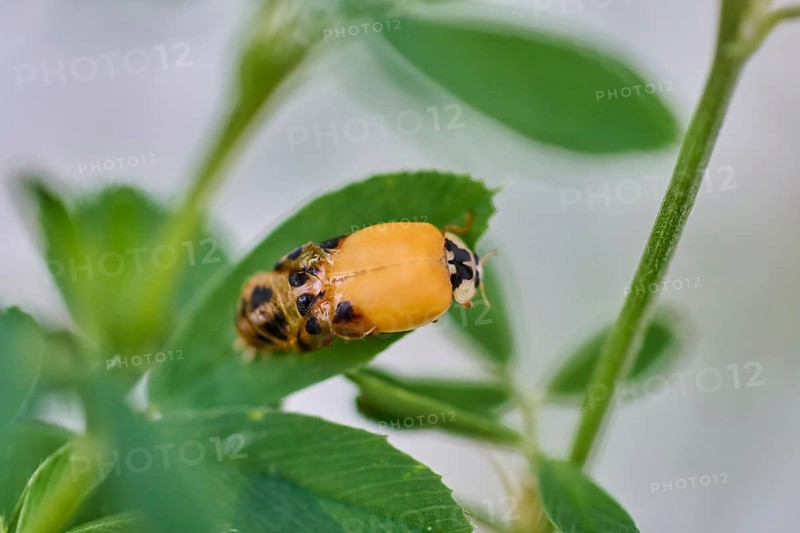 Close-up of a ladybird larva (Coccinellidae) on a leaf surrounded by green plants, beetle almost fully hatched, Wismar, Mecklenburg-Western Pomerania, Germany