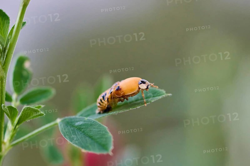 Ladybird larva (Coccinellidae) on a plant leaf, beetle hatching, macro photograph with natural background, Wismar, Mecklenburg-Western Pomerania, Germany