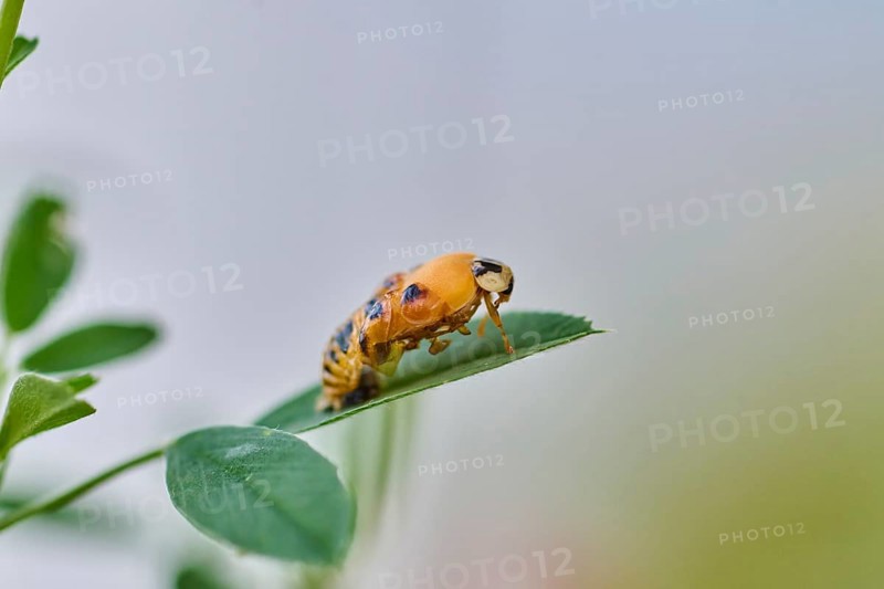 Macro photograph of a ladybird larva (Coccinellidae) on a green leaf in front of a blurred background, ladybird hatching, Wismar, Mecklenburg-Vorpommern, Germany