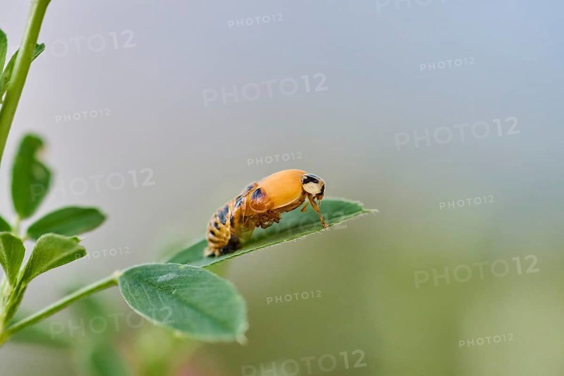 Macro photograph of a ladybird larva (Coccinellidae) on a green leaf in front of a blurred background, ladybird hatching, Wismar, Mecklenburg-Vorpommern, Germany