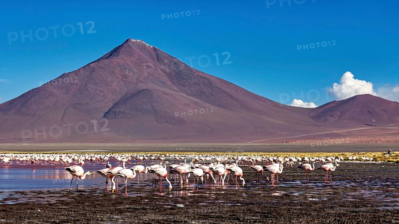 Flamingos stand in front of majestic mountains in shallow water, the James flamingos in the Laguna Colorada in Bolivia (Phoenicoparrus jamesi)