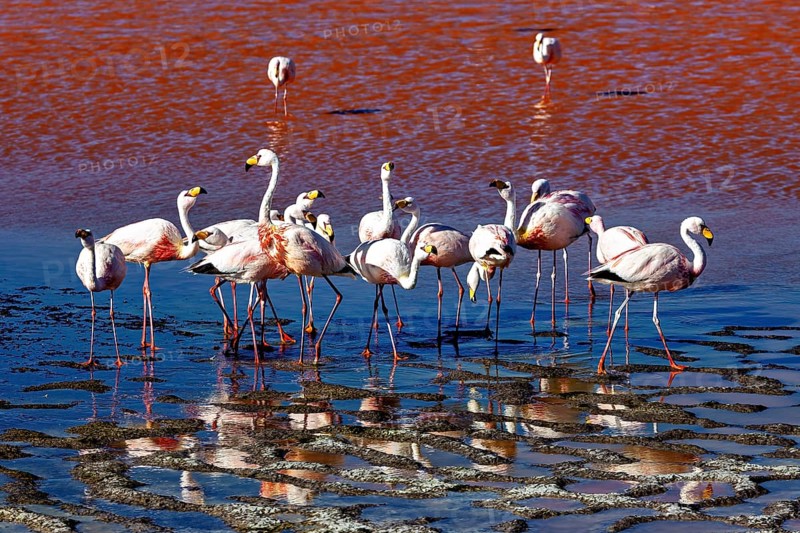 Group of flamingos standing together at a body of water, The James flamingos in the Laguna Colorada in Bolivia (Phoenicoparrus jamesi)