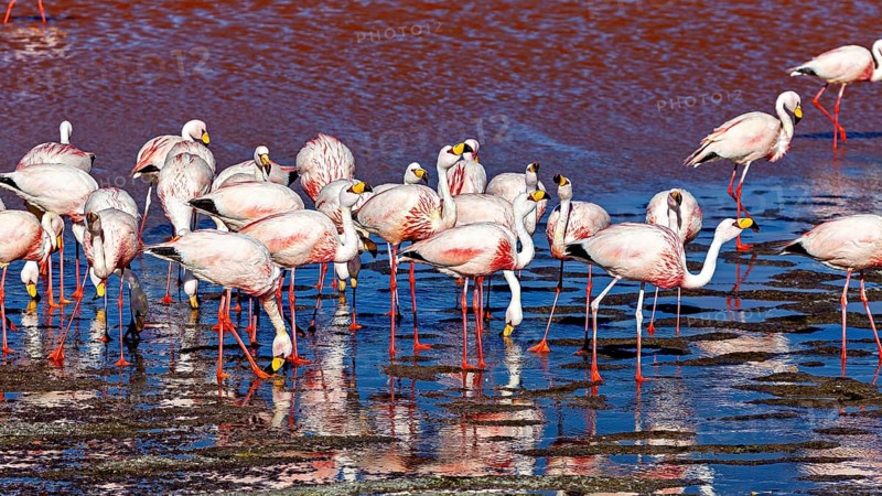 Flamingos gather in a shallow body of water under a blue sky, The James flamingos in the Laguna Colorada in Bolivia (Phoenicoparrus jamesi)