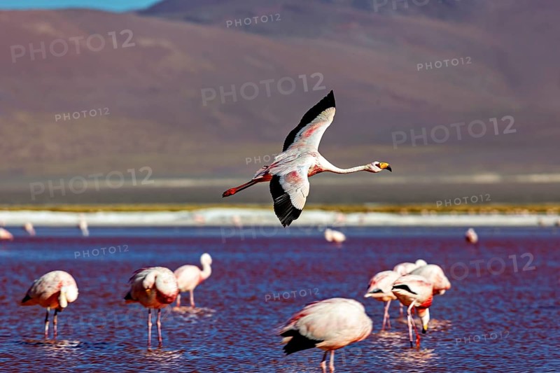 A flamingo flies over a lake with mountains in the background, The James flamingos in the Laguna Colorada in Bolivia (Phoenicoparrus jamesi)