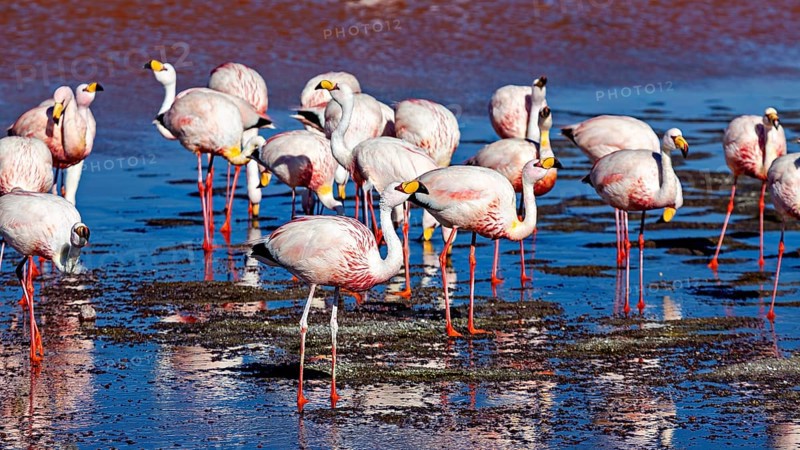 Flamingos standing in the water with red reflections of the surroundings, The James flamingos in the Laguna Colorada in Bolivia (Phoenicoparrus jamesi)