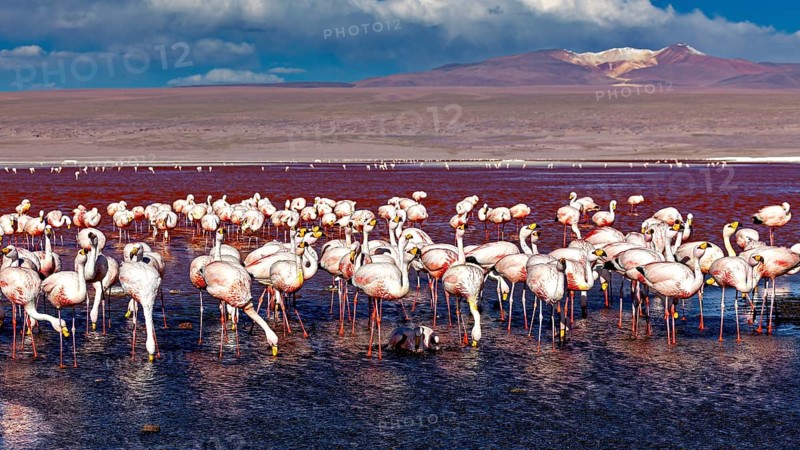 Flamingos standing in the water with a mountain backdrop under a dramatic sky, The James flamingos at Laguna Colorada in Bolivia (Phoenicoparrus jamesi)