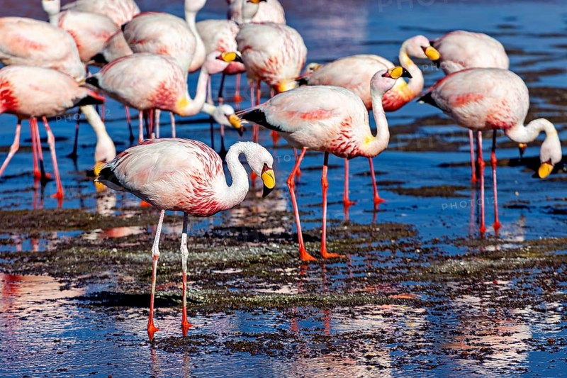 Group of flamingos standing in shallow water under a blue sky, The James flamingos in the Laguna Colorada in Bolivia (Phoenicoparrus jamesi)