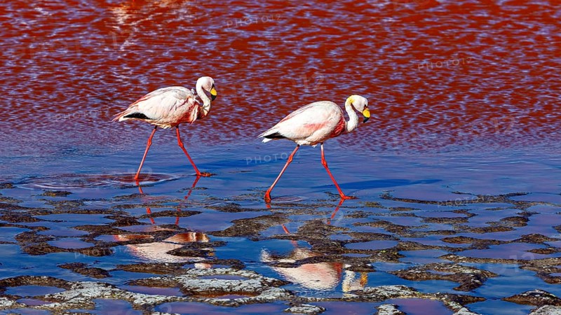 Two flamingos walk in the shallow water and are reflected in it, The James flamingos in the Laguna Colorada in Bolivia (Phoenicoparrus jamesi)