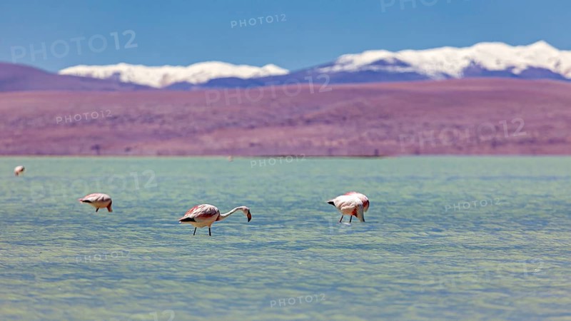 Flamingos nibbling in the calm water with snow-capped mountains in the background, The James flamingos in the Laguna Colorada in Bolivia (Phoenicoparrus jamesi)