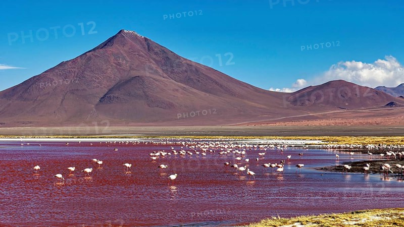A row of flamingos in a red lagoon in front of an impressive volcano, The James flamingos in the Laguna Colorada in Bolivia (Phoenicoparrus jamesi)