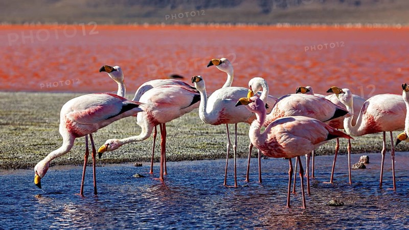 Flamingos stand on the shore of a red lagoon and look at the reflecting water, The James flamingos in the Laguna Colorada in Bolivia (Phoenicoparrus jamesi)