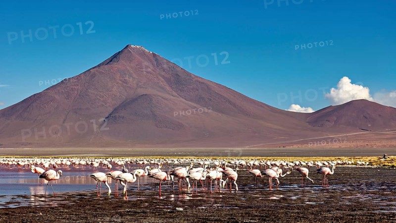 Flamingos in large numbers in front of picturesque mountains and sky, the James flamingos in the Laguna Colorada in Bolivia (Phoenicoparrus jamesi)