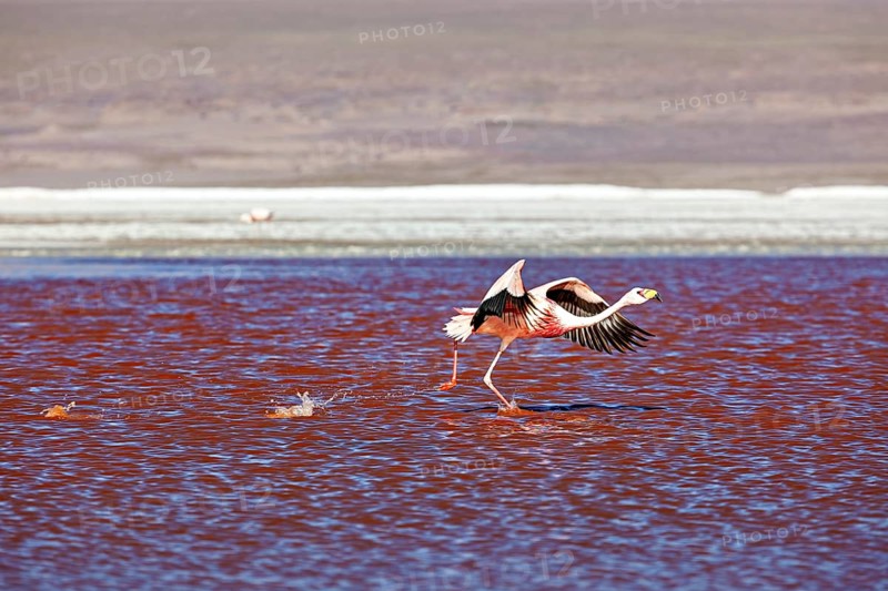 A flamingo flies low over a red lake, wings outstretched in motion, The James flamingos in the Laguna Colorada in Bolivia (Phoenicoparrus jamesi)