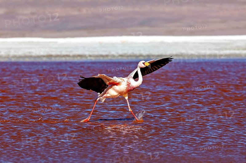 A flamingo strides across the red water of the lake, lifting its wings with every step, The James flamingos in the Laguna Colorada in Bolivia (Phoenicoparrus jamesi)
