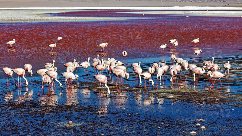 Flamingos are scattered in a red lagoon in a vast, tranquil desert landscape, The James flamingos in the Laguna Colorada in Bolivia (Phoenicoparrus jamesi)