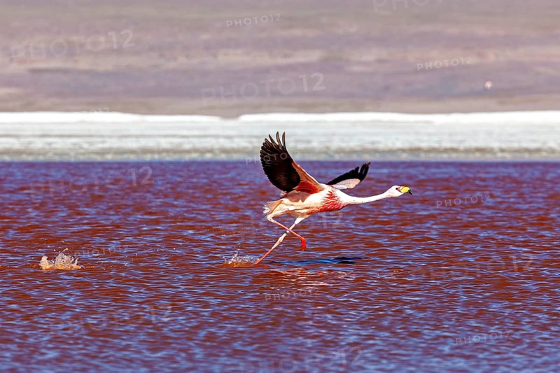 A flamingo flies over a red lake, its wings raised in the air, The James flamingos in the Laguna Colorada in Bolivia (Phoenicoparrus jamesi)