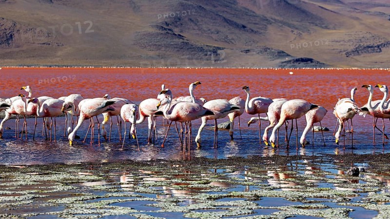 A group of flamingos in the calm waters of a red lagoon with mountains in the background, The James flamingos in the Laguna Colorada in Bolivia (Phoenicoparrus jamesi)