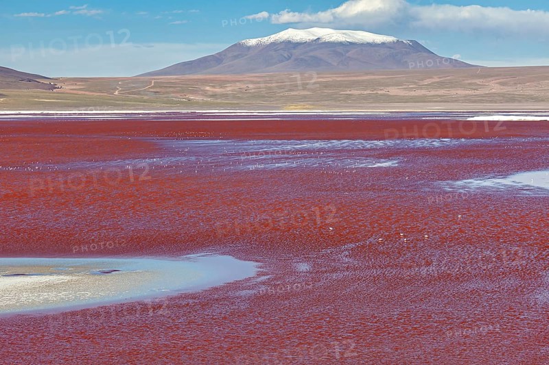 A breathtaking red lake with a snow-capped mountain in the background under a clear sky, The Laguna Colorada on the Altiplano in Bolivia