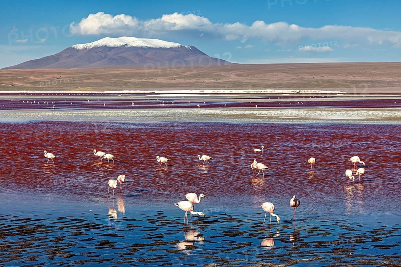 Flamingos standing in a red lake with a snow-covered volcano in the background, The James flamingos in the Laguna Colorada in Bolivia (Phoenicoparrus jamesi)